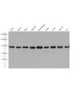 GTSE1 Monoclonal antibody 68313-1-Ig proteintech