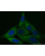 LRRC8C Monoclonal antibody, PBS Only 68323-1-PBS proteintech
