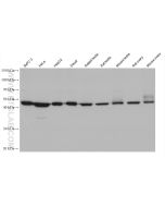 ZNF174 Monoclonal antibody 68426-1-Ig proteintech