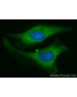 VPS4B Monoclonal antibody 68443-1-Ig proteintech