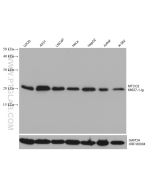MTCO2 Monoclonal antibody, PBS Only 68527-1-PBS proteintech