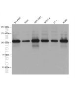 EXO1/Exonuclease 1 Monoclonal antibody, PBS Only 68536-1-PBS proteintech