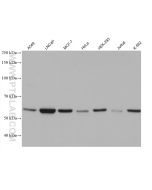 TBC1D24 Monoclonal antibody, PBS Only 68566-1-PBS proteintech