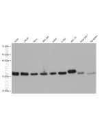 TRADD Monoclonal antibody 68573-1-Ig proteintech