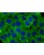 MUC20 Monoclonal antibody 68714-1-Ig proteintech