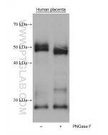 Medin Monoclonal antibody 68736-1-Ig proteintech