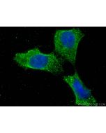CHMP4B Monoclonal antibody 68811-2-Ig proteintech