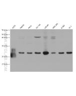 THEM4 Monoclonal antibody, PBS Only 68923-1-PBS proteintech