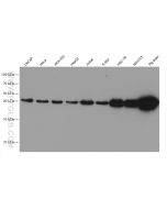 NDEL1 Monoclonal antibody 68954-1-Ig proteintech