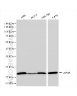 CDH26 Recombinant monoclonal antibody Proteintech  84143-1-RR