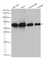 HSP60 Polyclonal antibody Proteintech  15282-1-AP