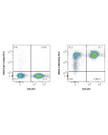 Anti-Human CD44 Rabbit Recombinant Antibody Proteintech  98333-3-RR