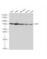 NRF1/nuclear respiratory factor 1 Recombinant monoclonal antibody Proteintech  83092-1-RR