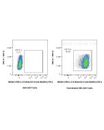 Anti-Human IL-3RB/CD131 Rabbit Recombinant Antibody Proteintech  98336-2-RR