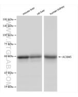ACSM5 Recombinant monoclonal antibody Proteintech  84444-1-RR