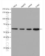 Cyclin B1 Polyclonal antibody Proteintech  55004-1-AP