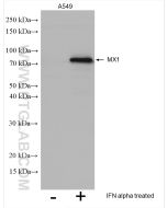 MX1 Polyclonal antibody Proteintech  13750-1-AP