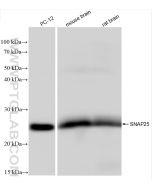SNAP25 Recombinant monoclonal antibody Proteintech  83259-5-RR