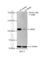 XRN2 Recombinant monoclonal antibody Proteintech  83378-1-RR