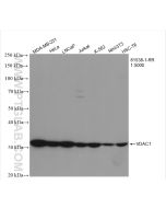 VDAC1/Porin Recombinant monoclonal antibody Proteintech  81538-1-RR
