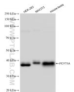 PCYT1A Recombinant monoclonal antibody Proteintech  83100-1-RR