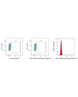 Mouse IgG2b, κ isotype control Recombinant Antibody Proteintech  98740-1-MR