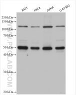 NFKB1 p105/p50 Polyclonal antibody Proteintech  14220-1-AP