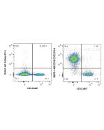 Anti-Mouse CD16/CD32 Rabbit Recombinant Antibody Proteintech  98679-1-RR