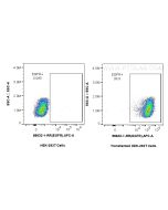 Anti-Mouse EGFR Rabbit Recombinant Antibody Proteintech  98632-1-RR