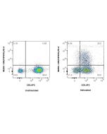 Anti-Human CD30 Ligand/TNFSF8 Rabbit Recombinant Antibody Proteintech  98253-1-RR