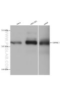 GARNL1 Recombinant monoclonal antibody Proteintech  82971-1-RR