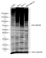 ubiquitin Polyclonal antibody Proteintech  10201-2-AP