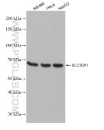 SLC30A1 Recombinant monoclonal antibody Proteintech  82895-2-RR