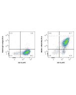 Anti-Mouse F4/80 Rabbit Recombinant Antibody Proteintech  98236-1-RR