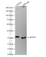 MOSC2 Recombinant monoclonal antibody Proteintech  83705-2-RR
