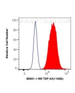 TDP-43 (N-terminal) Recombinant monoclonal antibody 80001-1-RR proteintech