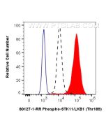 Phospho-STK11/LKB1 (Thr189) Recombinant monoclonal antibody, PBS Only 80127-1-PBS proteintech