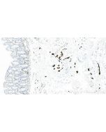 TUBB3-specific/TUJ1 Recombinant monoclonal antibody 80128-3-RR proteintech