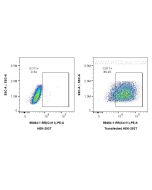 Anti-Mouse CCL11/Eotaxin Rabbit Recombinant Antibody Proteintech  98464-1-RR