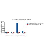Phospho-STAT3 (Ser727) Recombinant monoclonal antibody 80199-2-RR proteintech