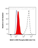Phospho-BAD (Ser112) Recombinant monoclonal antibody 80431-2-RR proteintech