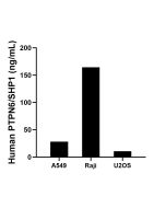 PTPN6 Recombinant monoclonal antibody, PBS Only (Detector) 80670-3-PBS proteintech
