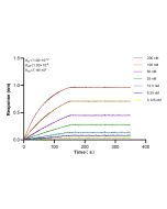 Beta Tubulin Recombinant monoclonal antibody, PBS Only 80713-1-PBS proteintech
