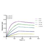 SYNPO Recombinant monoclonal antibody 80721-1-RR proteintech