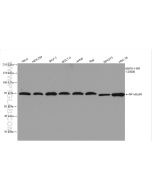 NF-κB p65 Recombinant monoclonal antibody Proteintech  80979-1-RR