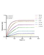 IL-6 Recombinant monoclonal antibody 81077-1-RR proteintech