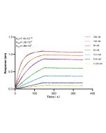 YAP1 Recombinant monoclonal antibody, PBS Only 81090-1-PBS proteintech