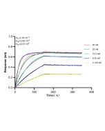 YTHDF2 Recombinant monoclonal antibody 81340-1-RR proteintech