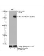 Phospho-TBC1D1 (Ser660) Recombinant monoclonal antibody, PBS Only 81363-2-PBS proteintech