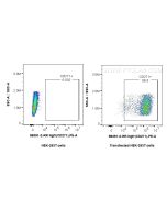 Anti-Mouse NGFR/TNFRSF16 Rabbit Recombinant Antibody Proteintech  98391-2-RR